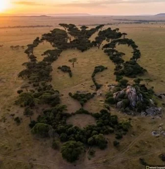 Aerial Illusion: Apex Predator's Face Emerges from Verdant Biome