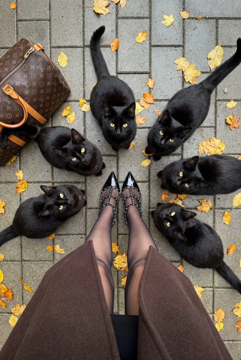 Chic Mystique: A Gathering of Shadows