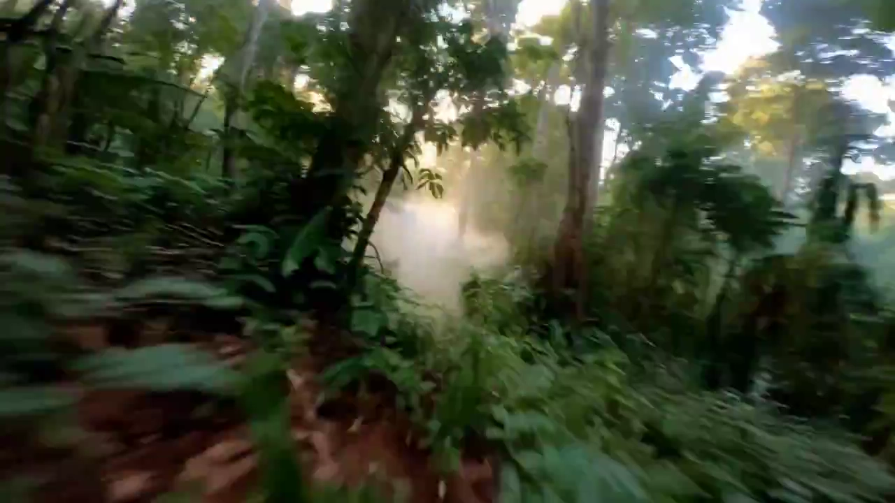 Rainforest Mist Awakens with Sunlit Vapor