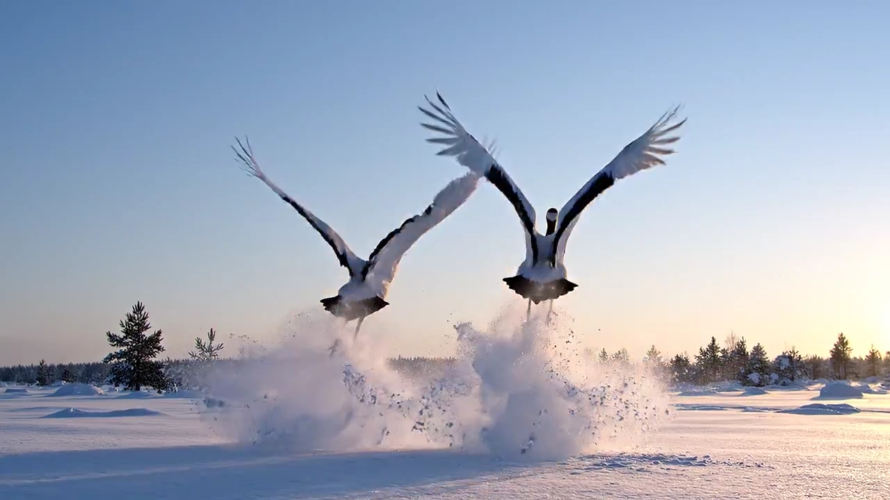 Crimson-Crowned Cranes in Frozen Ballet