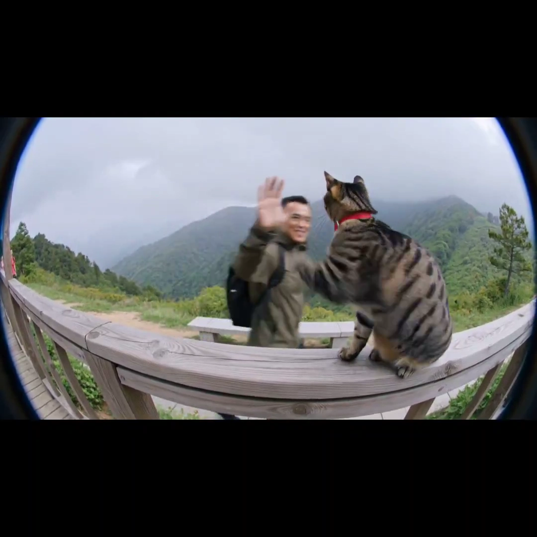 Feline High-Fives Amid Misty Mountain Trails