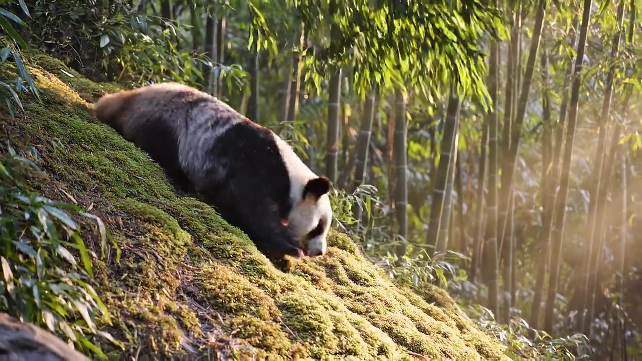 Gentle Chaos: Panda Cub Among Swaying Bamboo