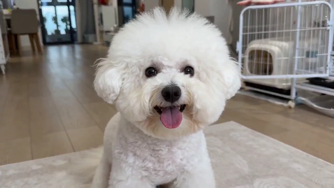 Furry Performers Follow the Script to the Letter