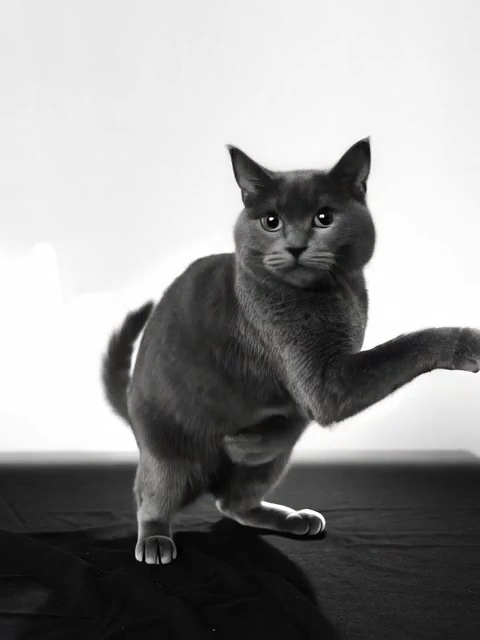 Unleashing the Funk: A Dance Like No Other