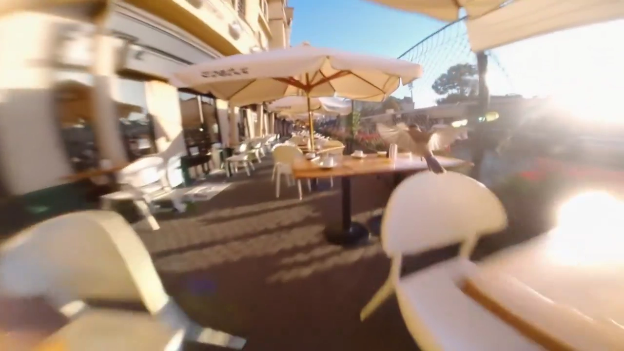 Sparrow Blasts Through Busy Cafe in a Whirl of Feathers