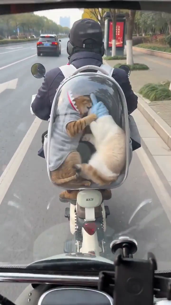 4K City Ride Featuring Cats in Shark and Bunny Hats Inside Clear Backpack