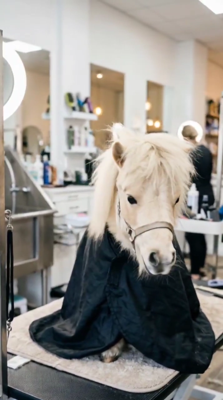 Miniature Horse Makeover: From Messy Mane to Comedic Bowl Cut Style