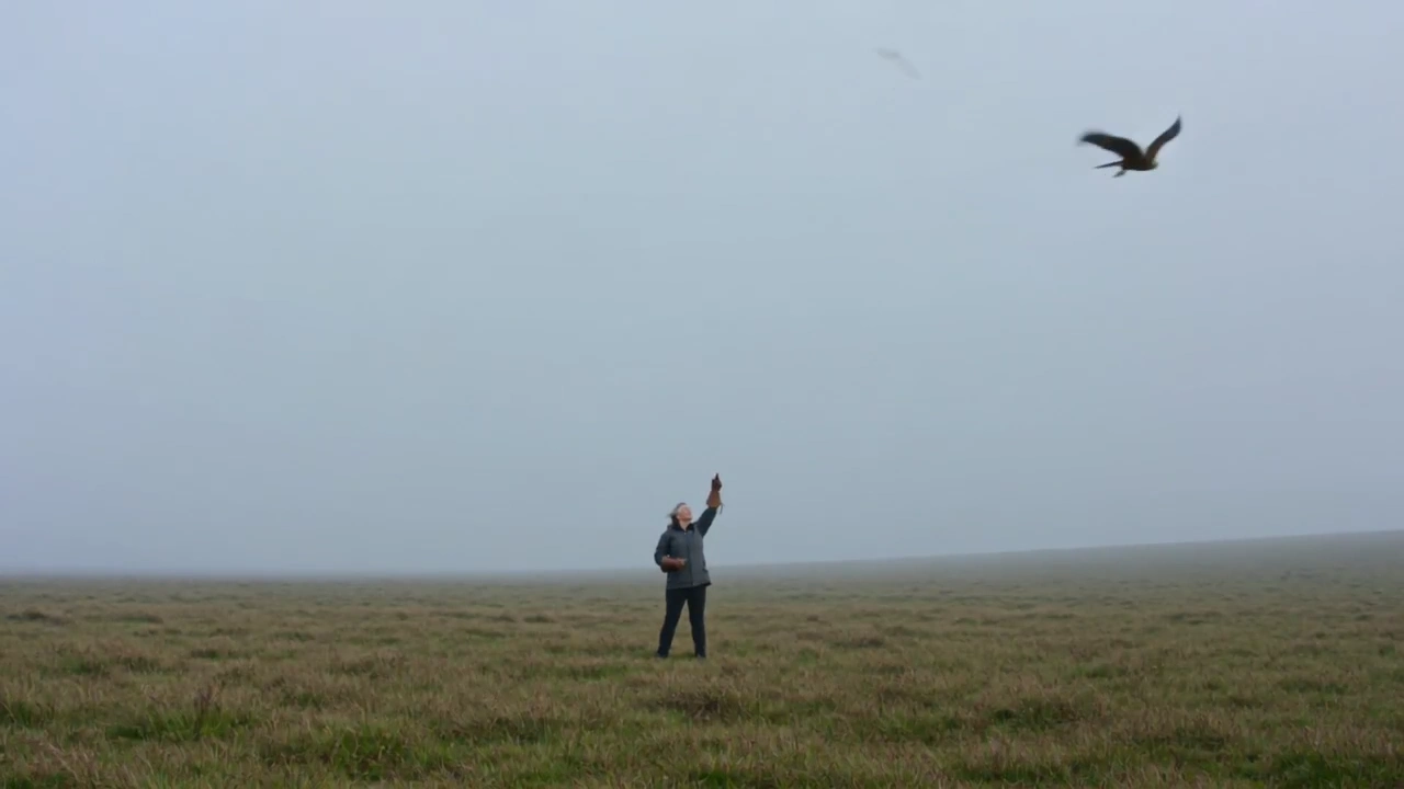 Grace and Power: Harris Hawk's Flight Over Pre-Dawn Moor