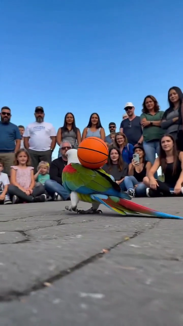 Feathered Acrobat: The Parrot That Plays Basketball Like a Pro