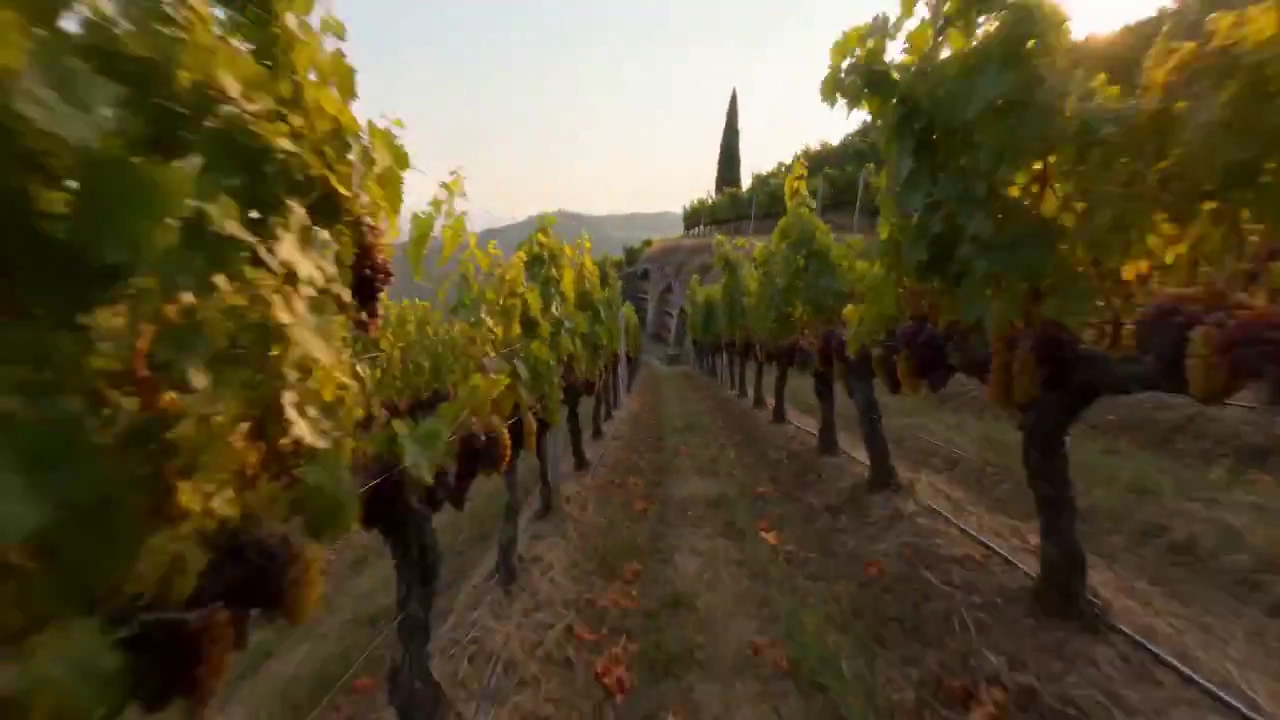 Fast-Paced Adventure in Gaziura's Scenic Vineyards