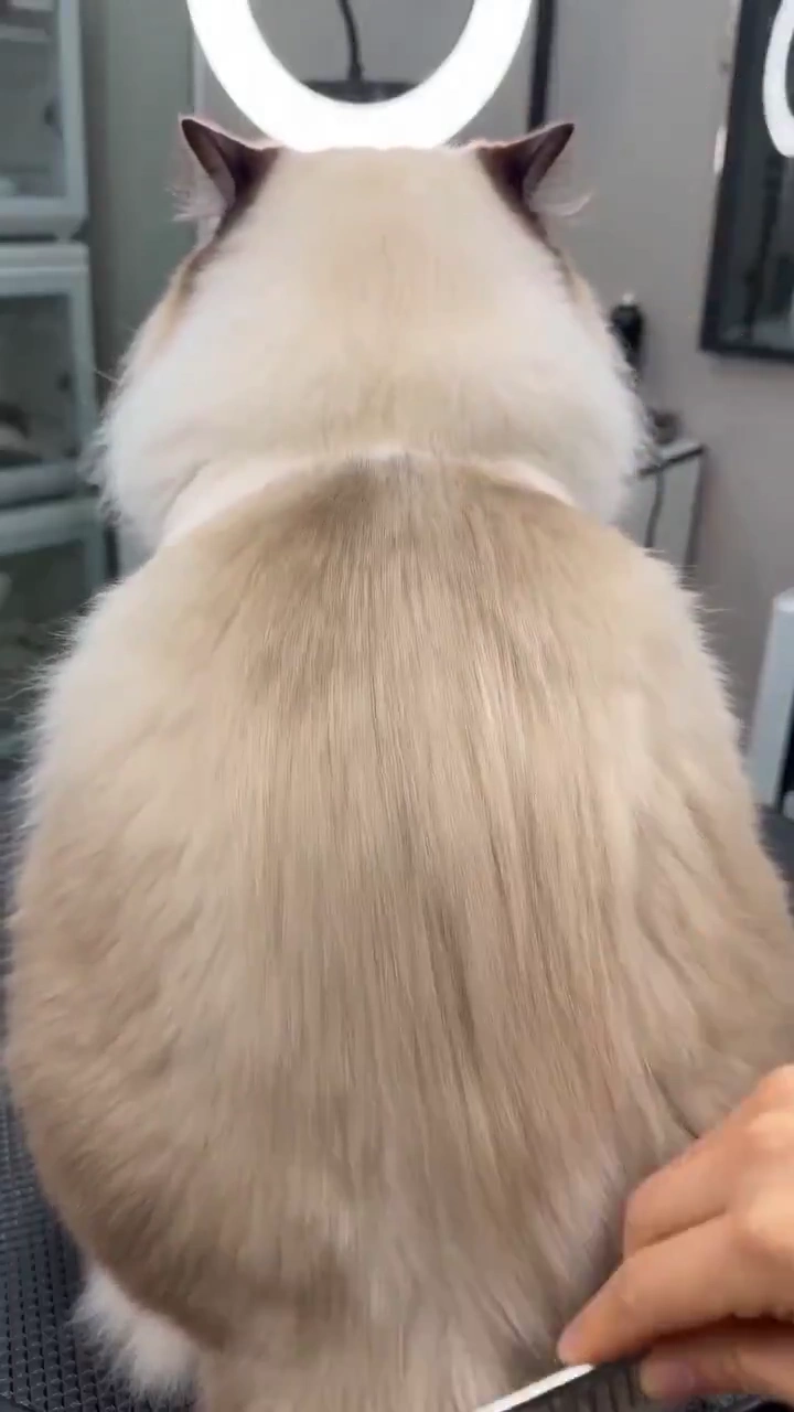Ragdoll Cat Gets a Comedic Bowl Cut at the Salon