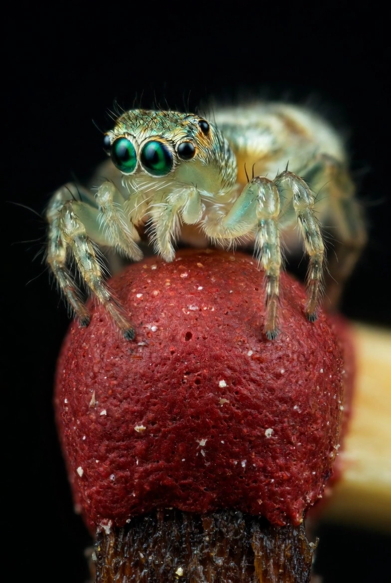 Macro Marvel: Spider's Cautious Dance on Red Phosphorus