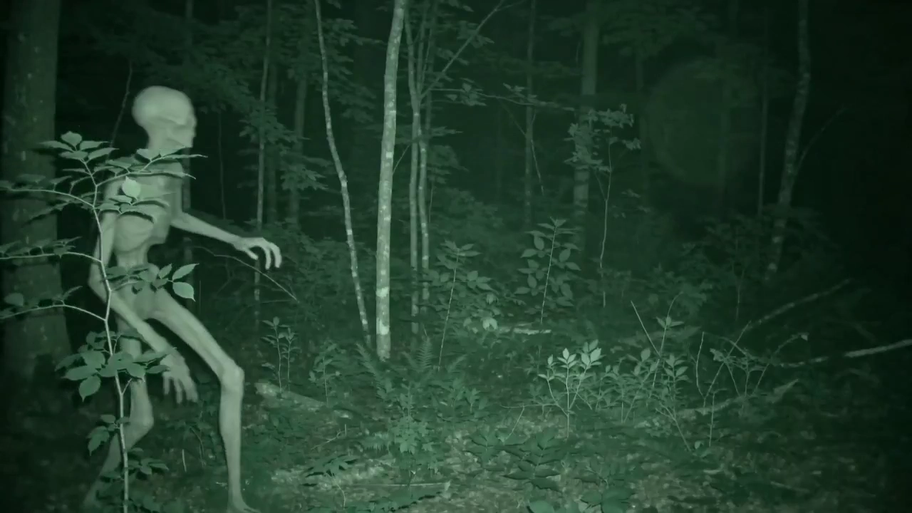 A Mysterious Creature Prowls the Woods in Grainy Night Vision