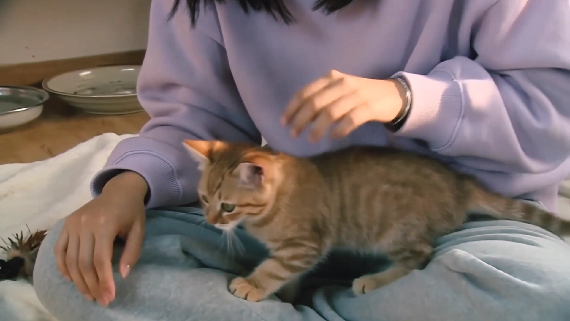 Sunlit Shelter Scene: Woman Nuzzles a Playful Kitten