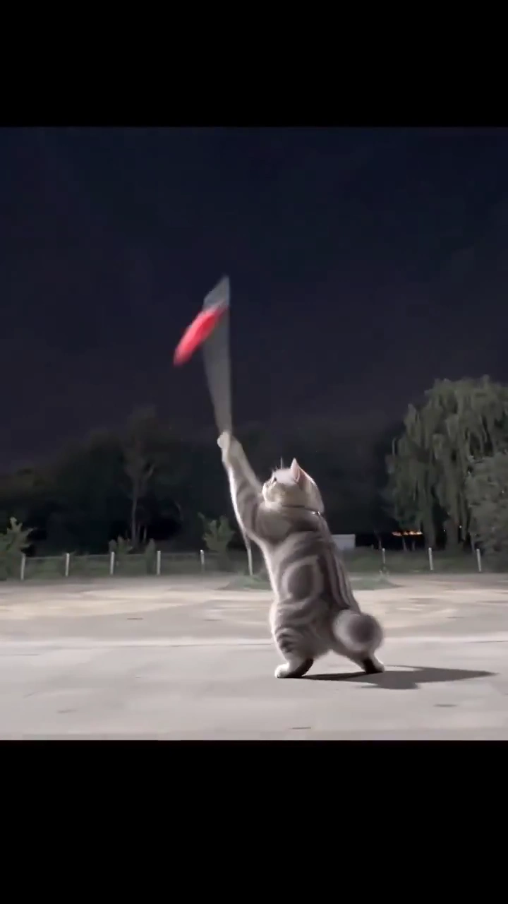 Feline Warrior Showcases Kung Fu Moves with a Wooden Pole