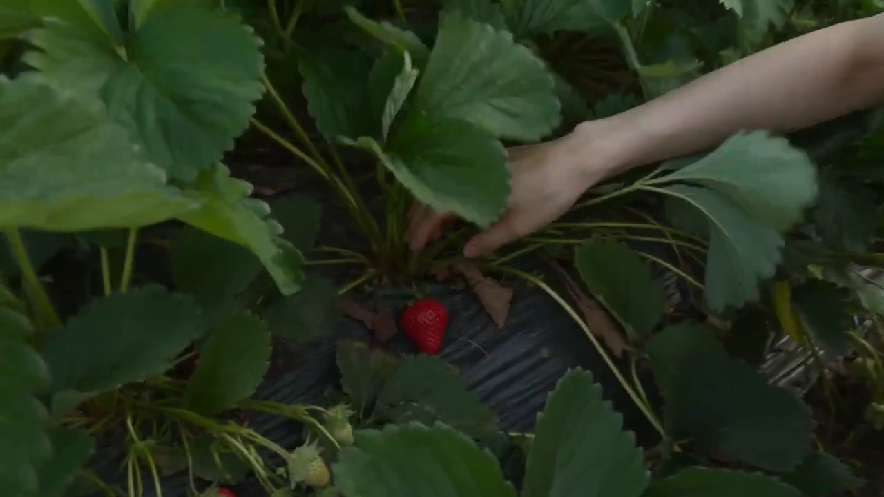 Golden Hour Berry Harvest: A Quiet Garden Moment in 15 Seconds