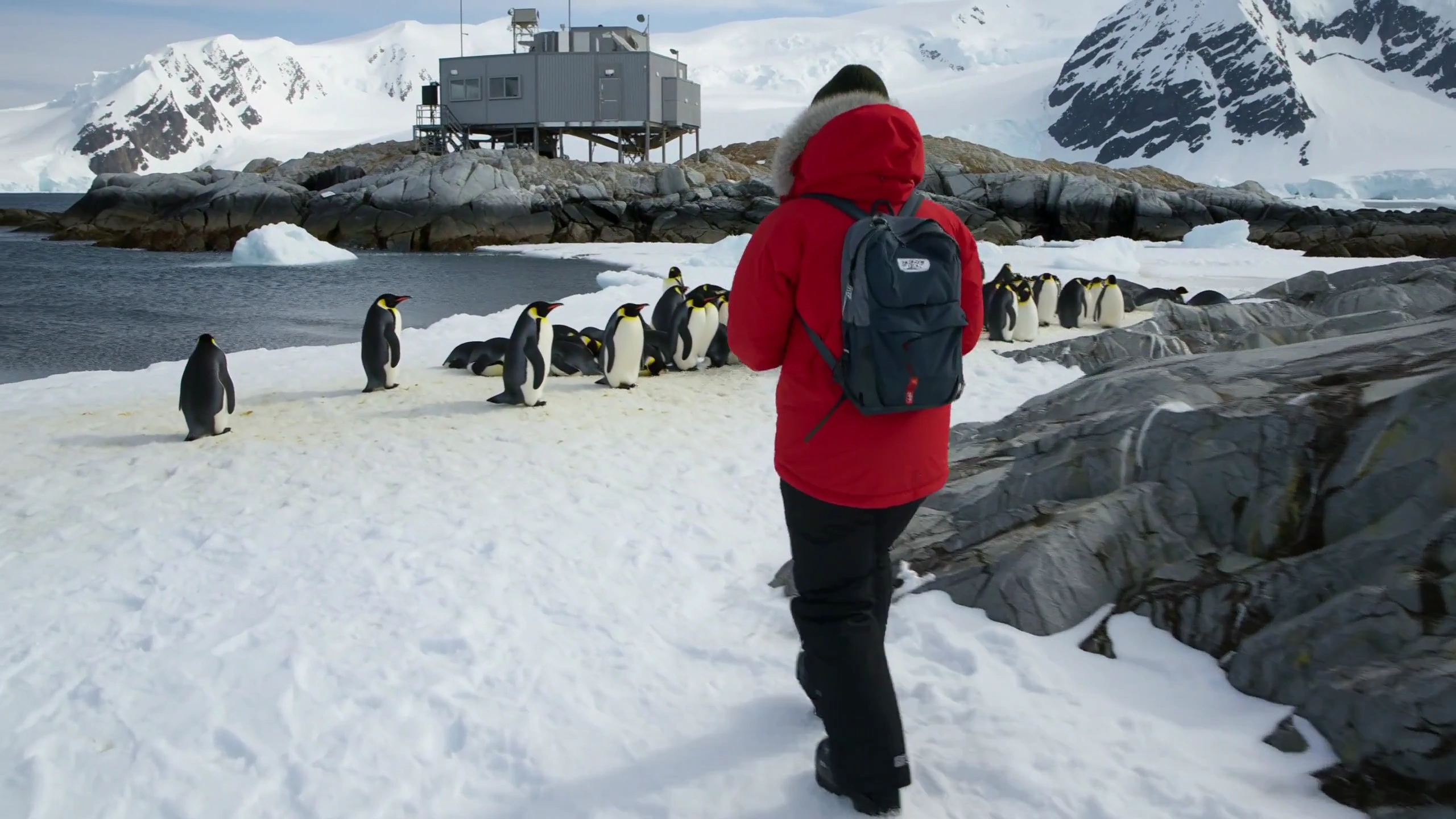 Quiet Moments with Penguin Colony on a Frozen Antarctic Coastline