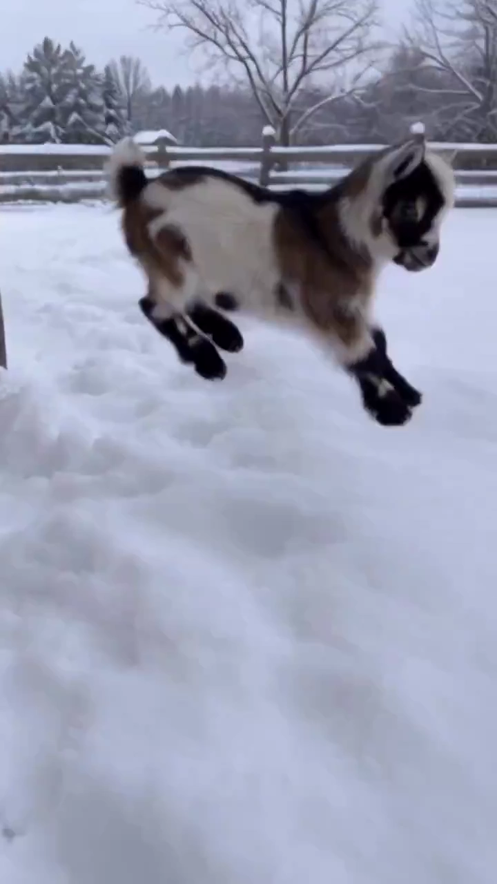 Playful Kid Hops Across Snowy Field Near Rustic Wooden Fence