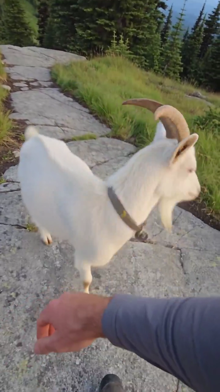 Goat's Urgent Nudge Sends Hiker To Free A Wedged Boot
