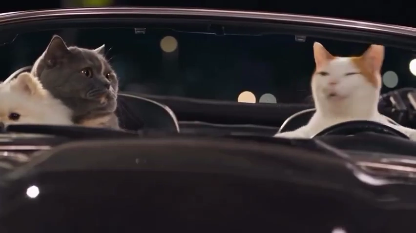 Fluffy British Shorthair and Pomeranian Ride Along with Singing Tabby