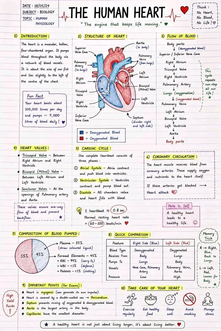 Handwritten infographic explains the human heart's four-chamber pumping system