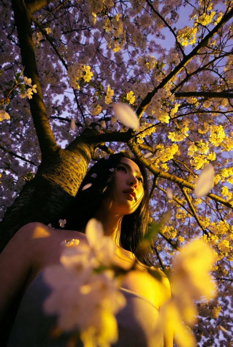 Intimate Connection: Cherry Blossoms and Human Grace in Dusk Light